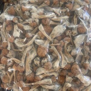 psilocybin mushrooms for sale shrooms for sale